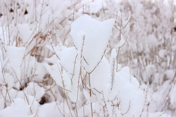 Snö på grenarna — Stockfoto