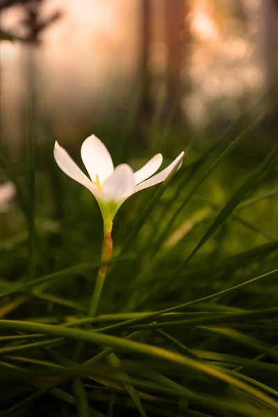 Eine zophyranthes candida weiße Blume — Stockfoto