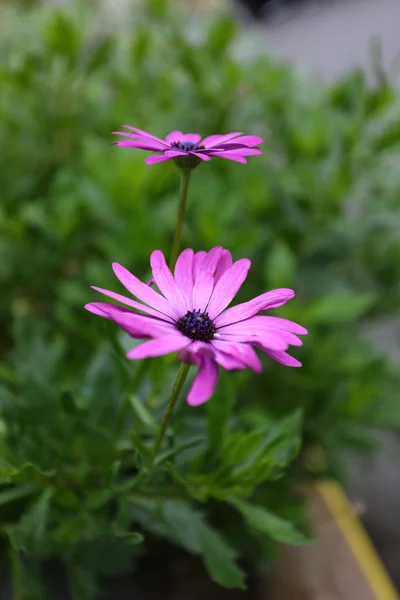 Zwei rosa Blumen In voller Blüte — Stockfoto