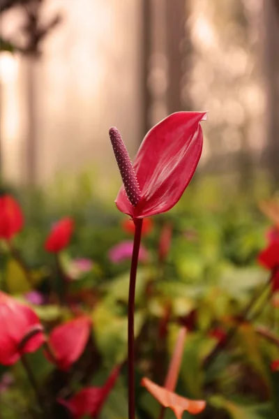 Rote Pflanze in freier Wildbahn — Stockfoto