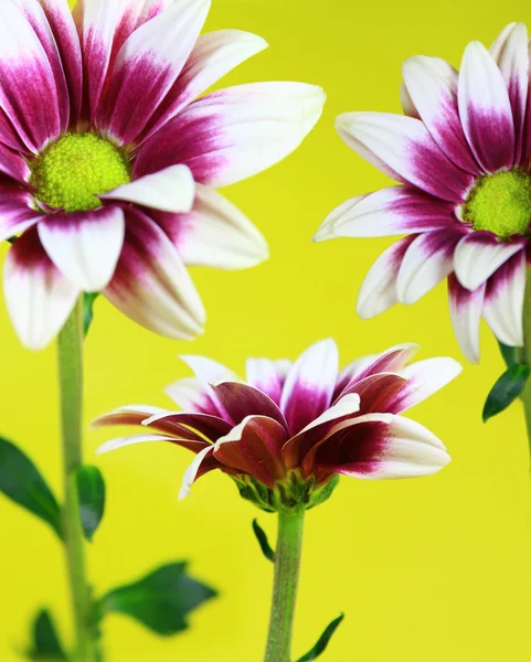 Isolated flower — Stock Photo, Image