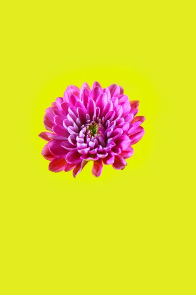 Isolated flower — Stock Photo, Image