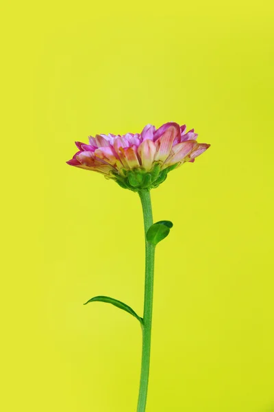 Isoleret blomst - Stock-foto