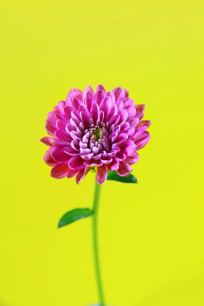 Isolierte Blume — Stockfoto