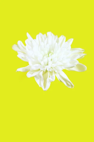 Flor aislada — Foto de Stock