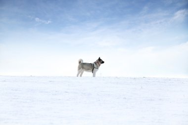 Aikita köpek karda eğleniyor