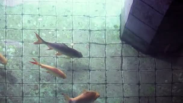 Carpa de carpa Koi peixes no antigo lago desejando bem — Vídeo de Stock