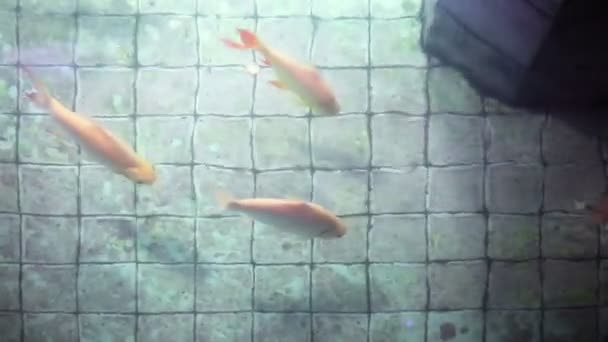 Koi peces de la carpa en el viejo pozo de deseos estanque — Vídeos de Stock