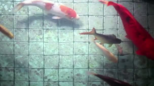 Schöne Koi-Karpfenfische und alter Fliesenboden des Wünschenteichs — Stockvideo