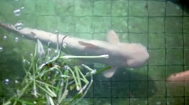 Süs dev ve küçük mavi kanal catfishes, eski yeşil çürüyen Havuzu