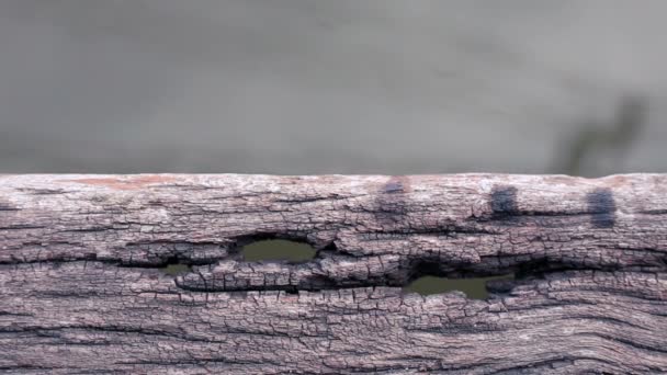 Oude houten pier vloer met gaten en water — Stockvideo