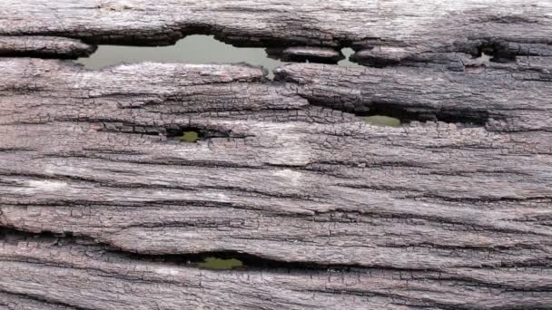 Oude houten vloer met gaten en water achtergrond — Stockvideo