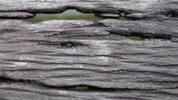 Antiguo suelo de madera con agujeros y fondo de agua — Vídeo de stock