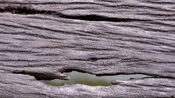 Oude houten vloer met gaten en water achtergrond — Stockvideo