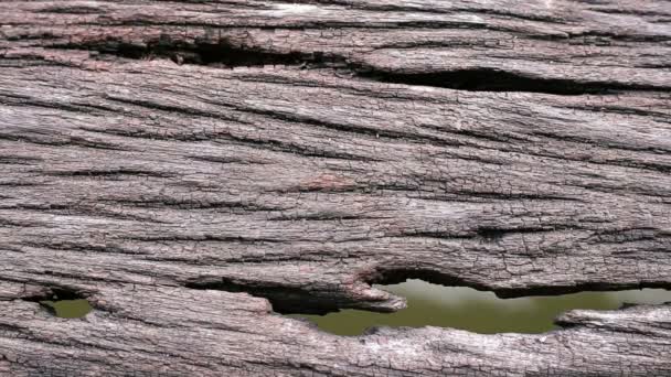 Alter Holzboden mit Löchern und Wasserhintergrund — Stockvideo