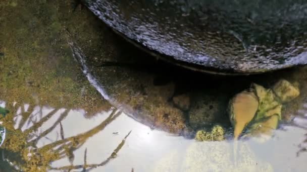 Peces Koi rojos nadando en el estanque del jardín acuático — Vídeos de Stock