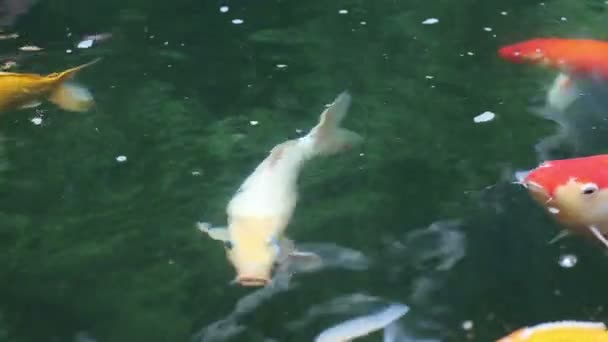 Variety ornamental Koi carp fishes swim in pond — Stock Video