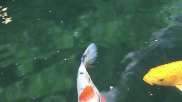 Variété ornementale carpe koï poissons nagent dans l'étang 