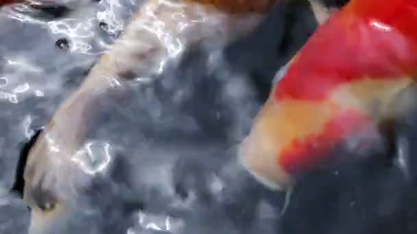 Ornamental Koi fishes swim in the shade of pond — Stock Video