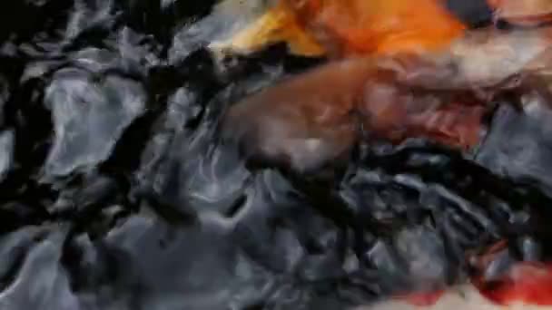 Poissons Koi ornementaux nagent à l'ombre de l'étang 