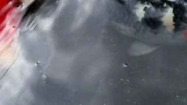 Süs Koi balık gölet gölgede yüzmek