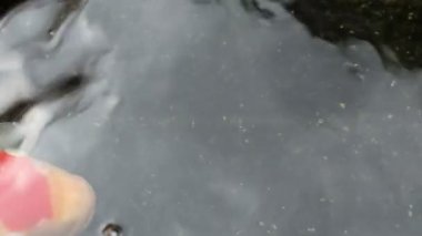 Süs Koi balık gölet gölgede yüzmek