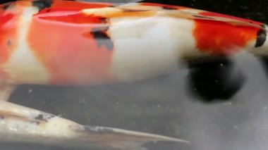 Süs Koi balık gölet gölgede yüzmek