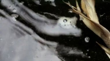 Süs Koi balık gölet gölgede yüzmek