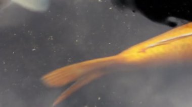 Süs Koi balık gölet gölgede yüzmek