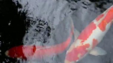 Süs Koi balık gölet gölgede yüzmek