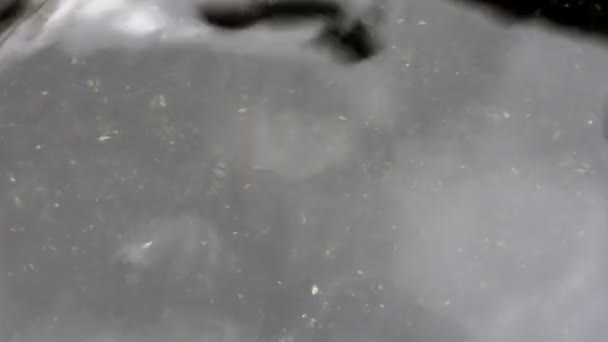 Рыбы-орнаменталы кои плавают в тени пруда — стоковое видео