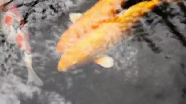 Ornamental Koi fishes swim in the shade of pond — Stock Video