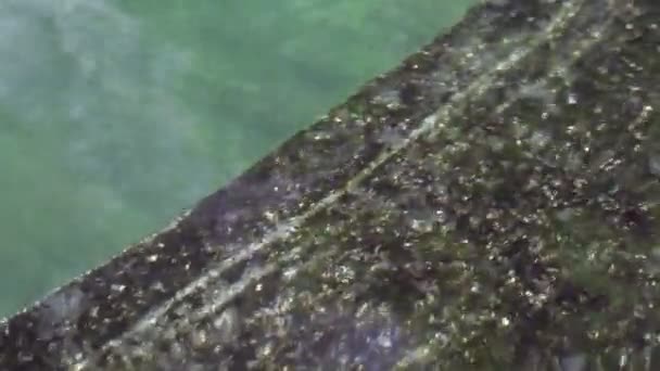 Peces Koi ornamentales nadan en estanque de piedra — Vídeo de stock