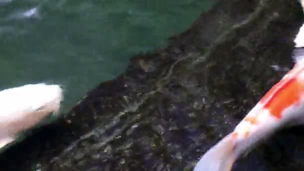 Peixes de Koi ornamentais nadam em lagoa de pedra — Vídeo de Stock