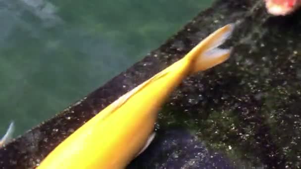 Poissons Koi ornementaux nagent dans l'étang de plancher de pierre — Video