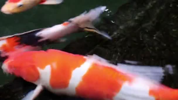 Ornamental Koi fishes swim in stone floor pond — Stock Video