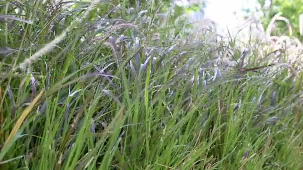 Fountaingrass vajar i vinden — Stockvideo