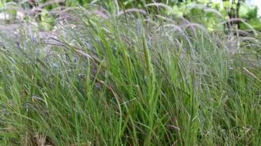 Rüzgarda sallanan Fountaingrass