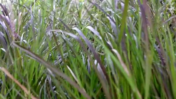 Herbe fontaine se balançant dans le vent 