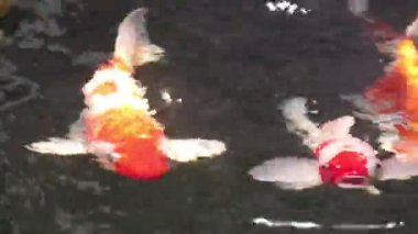 Çeşitli renkli Koi Sazanı, Cyprinus Rubrofuscus 'un yumuşak odaklı yakın plan görüntüsü. Parlayan güneş ışığında ve parıldayan gölet suyunda yüzer..