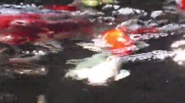 Çeşitli renkli Koi Sazanı, Cyprinus Rubrofuscus 'un yumuşak odaklı yakın plan görüntüsü. Parlayan güneş ışığı ve ışıldayan gölet suyunda yüzer. Balıklar nefes almak için su yüzeyine gelirler..