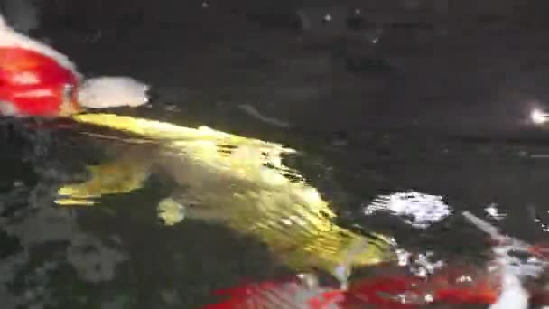 Miękki Widok Bliska Różnych Kolorowych Ozdobnych Koi Carp Cyprinus Rubrofuscus — Wideo stockowe