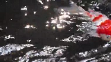 Renkli Koi Carp, Cyprinus Rubrofuscus gibi çeşitli renklere sahip süslemelerin yumuşak odaklı yakın plan görüntüsü. Parlayan güneş ışığı ve parıldayan gölet suyunda yüzer. Balıklar nefes almak için su yüzeyine gelirler..