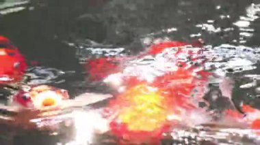 Çeşitli renkli Koi Sazanı, Cyprinus Rubrofuscus 'un yumuşak odaklı yakın plan görüntüsü. Parlayan güneş ışığında ve parıldayan gölet suyunda yüzer..