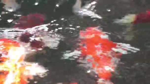 Soft Focus Närbild Olika Färgglada Prydnadsväxter Koi Carp Cyprinus Rubrofuscus — Stockvideo