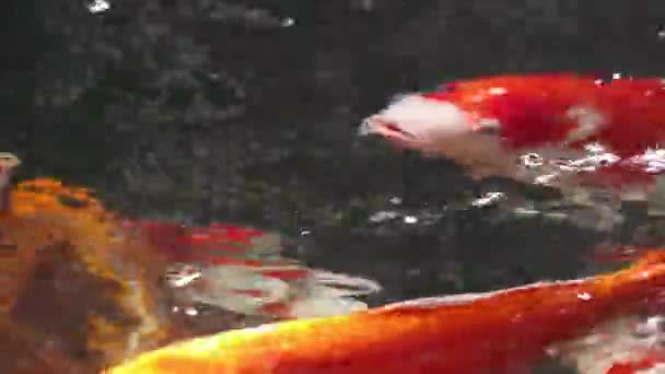 Vista Vicino Soft Focus Varie Colorate Carpe Koi Ornamentali Ciprinus — Video Stock