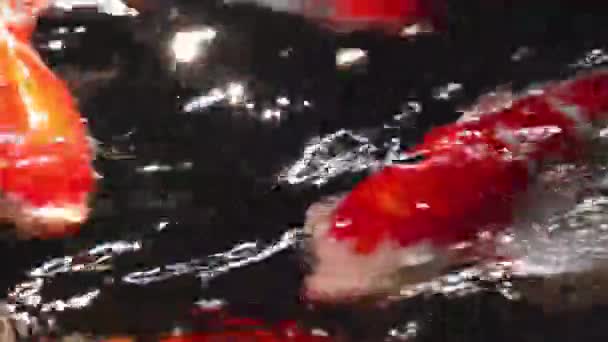 Weichzeichner Nahaufnahme Verschiedener Farbenfroher Zierkoi Karpfen Cyprinus Rubrofuscus Schwimmen Gleißendem — Stockvideo