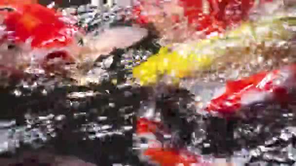 Miękki Widok Bliska Różnych Kolorowych Ozdobnych Koi Carp Cyprinus Rubrofuscus — Wideo stockowe