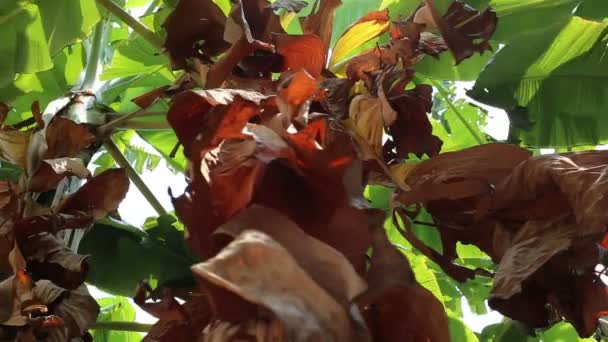 Suché banánové listy kymácí ve větru — Stock video