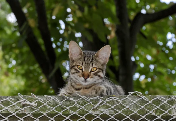 Güzel genç evsiz kedi çit oturan ve bir fotoğraf için poz — Stok fotoğraf